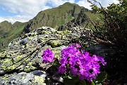 21 Numerose fioriture di Primula irsuta (Primula hirsuta) con vista in Fioraro